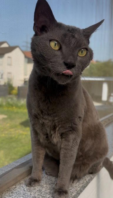 Grauer German Rex Kater sitzt auf der Fensterbank und zeigt seine Zunge
