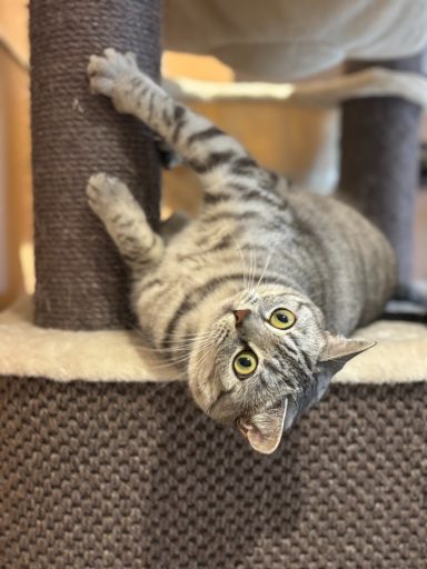 Graue Katze liegt auf einem Kratzbaum, die Pfoten hängen am Sisalstamm. - vergrößerte Ansicht