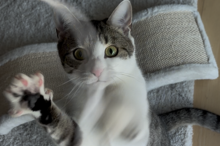 Katze, die mit erhobenen Pfoten spielt und neugierig blickt.