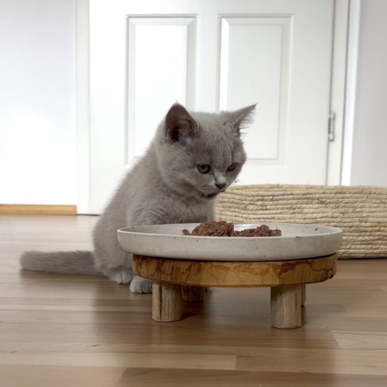Graue Katze frisst genüsslich ihr Nassfutter von einem erhöhten Teller.