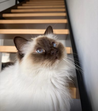 Milo