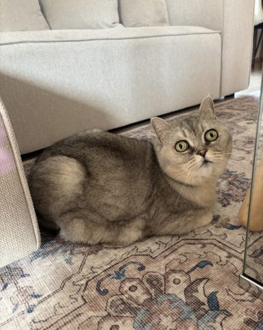 Graue Katze liegt auf einem Teppich und schaut in die Kamera