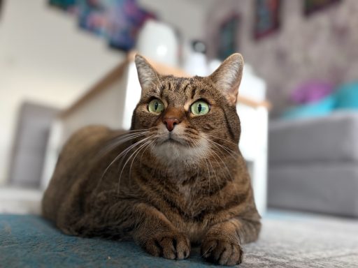 braun getigerte Katze liegt auf einem Teppich und schaut in die Kamera. - vergrößerte Ansicht