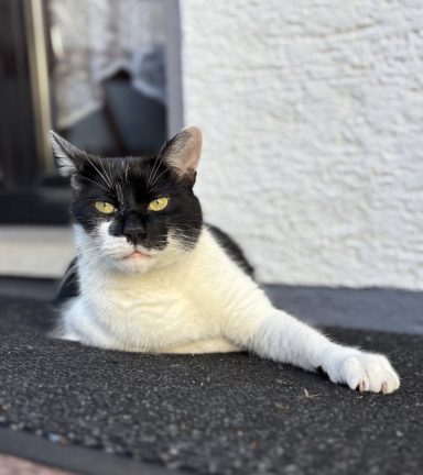 Schwarz-weißer Kater liegt entspannt auf einer Matte vor einem Fenster. - vergrößerte Ansicht