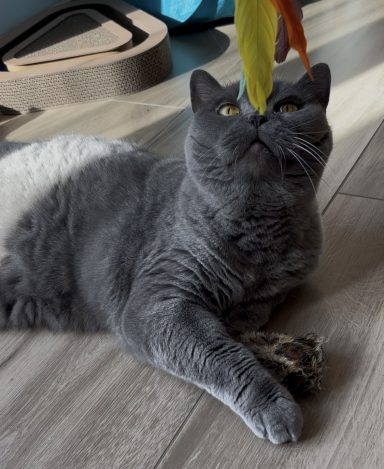 Graue Katze liegt auf einem Holzboden und schaut auf eine bunte Federangel