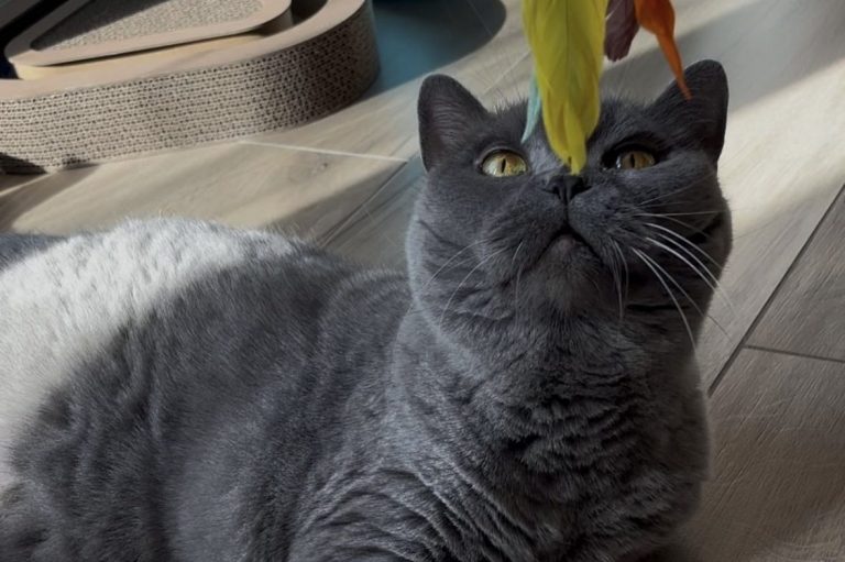 Graue Katze, die neugierig nach bunter Spielangel schaut, liegt entspannt auf dem Boden.