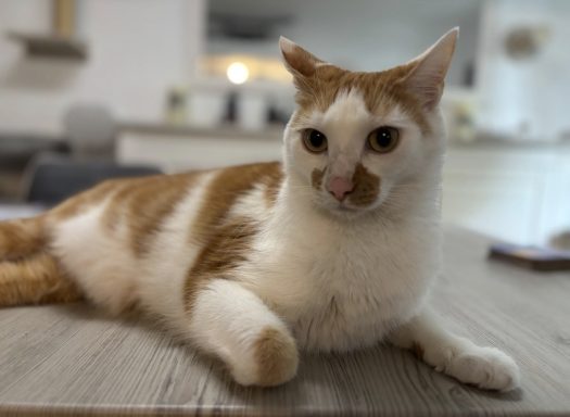 Orange-weißer Kater liegt auf einem Tisch und schaut in die Kamera. - vergrößerte Ansicht