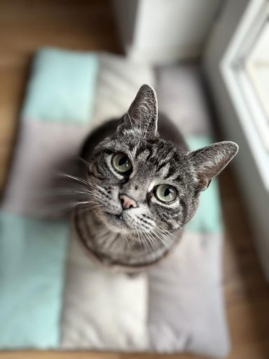 Graue, gestreifte Katze mit großen, grünen Augen sitzt auf einem Kissen und schaut nach oben in die Kamera. - vergrößerte Ansicht