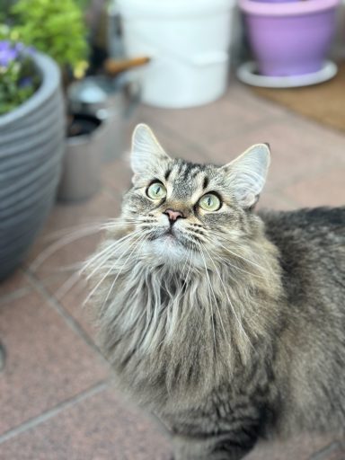 Eine langhaarige Katze schaut neugierig nach oben, Hintergrund mit Töpfen und Pflanzen. - vergrößerte Ansicht
