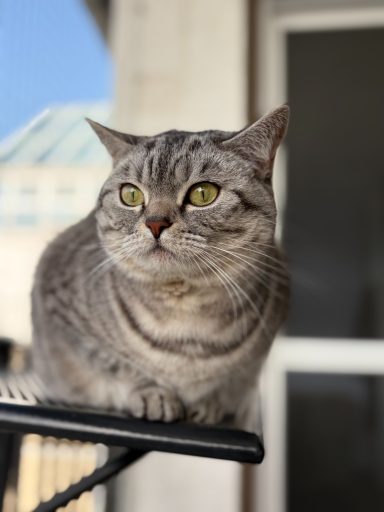 grau getigerte Katze sitzt auf einer Ablage auf dem Balkon. - vergrößerte Ansicht