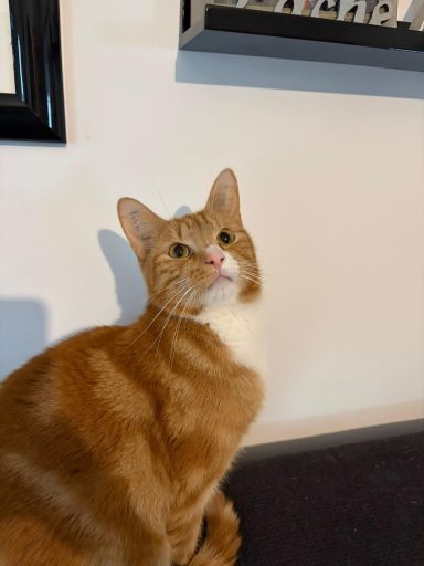 orange-getigerte Katze sitzt auf einer Couch und schaut neugierig zur Seite. - vergrößerte Ansicht