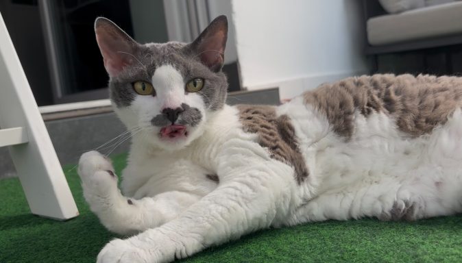 Grau-weißer German Rex Kater liegt auf einem grünen Teppich