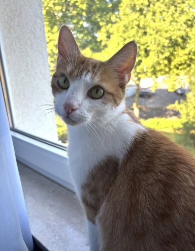 orange-weißer Kater sitzt vor einem Fenster und schaut in die Kamera. - vergrößerte Ansicht