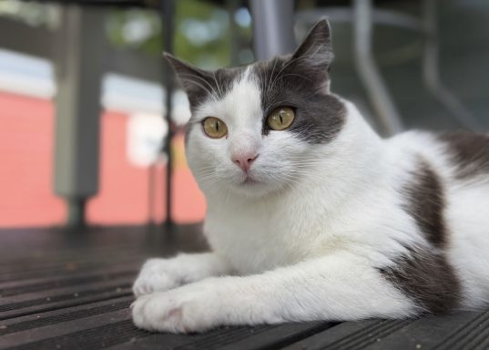 Chila