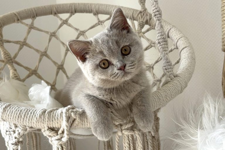 Graue Katze sitzt entspannt in einem geflochtenen Korb und schaut aufmerksam in die Kamera.