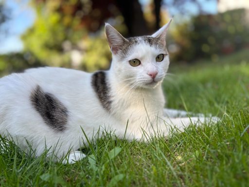 Weißer Kater mit grauen Flecken, liegt entspannt im grünen Gras. - vergrößerte Ansicht