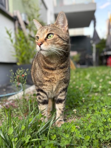 Getigerte Katze steht im grünen Gras, im Hintergrund ein modernes Gebäude. - vergrößerte Ansicht