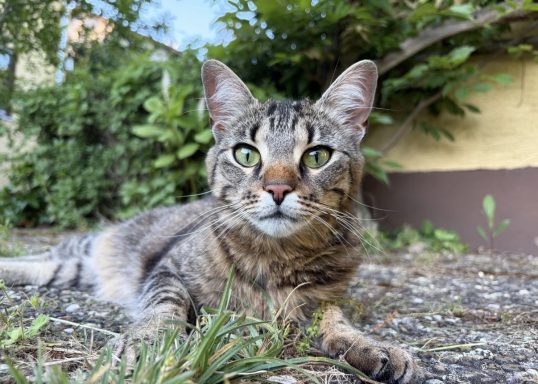 Pebbles