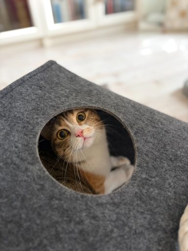 Katze schaut neugierig durch ein rundes Loch aus einer grauen Filztasche. - vergrößerte Ansicht