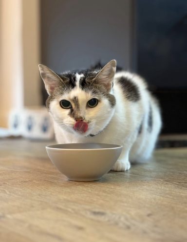 Katze mit geflecktem Fell trinkt aus einer Schüssel und leckt sich die Lippen. - vergrößerte Ansicht