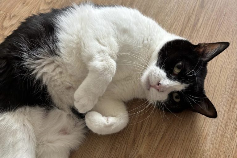 Schwarz-weiße Katze liegt entspannt auf einem Holzboden.