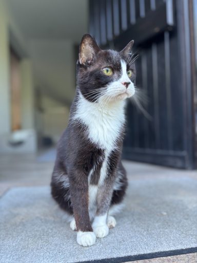Schwarz-weiße Katze sitzt auf einem Boden vor einer geöffneten Tür. - vergrößerte Ansicht
