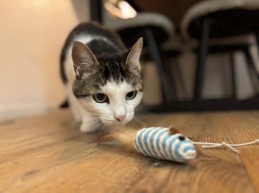 Ein Kater schleicht sich an ein Spielzeug in Form einer Maus heran. - vergrößerte Ansicht