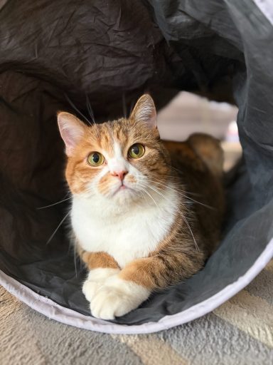 Orange-weiße Katze entspannt in einem Katzentunnel. - vergrößerte Ansicht