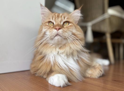 Orange-weißer Kater liegt entspannt auf einem Holzboden und schaut in die Kamera. - vergrößerte Ansicht 