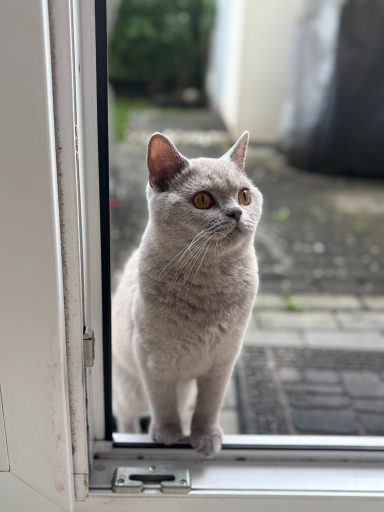 Graue Katze, die an der geöffneten Tür steht und nach drinnen schaut. - vergrößerte Ansicht