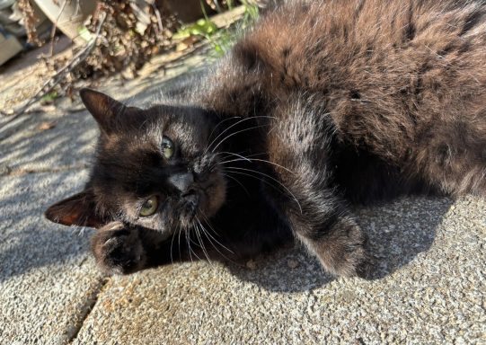 schwarzer Kater liegt draußen auf einem Steinboden, in der Sonne und schaut entspannt in die Kamera. - vergrößerte Ansicht