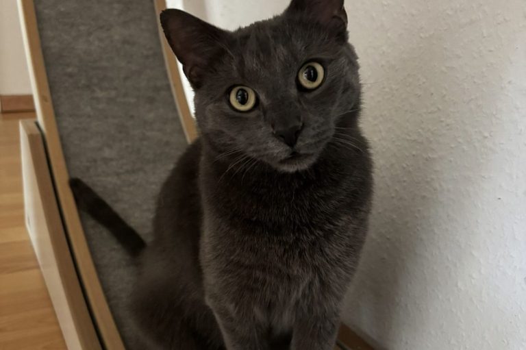 Graue Katze mit großen, runden Augen sitzt in einem Katzenlaufrad.