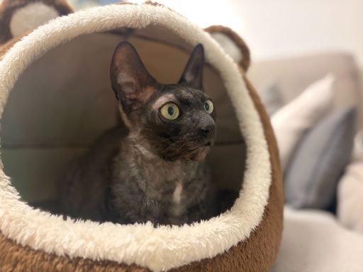 Eine neugierige Katze sitzt in einer gemütlichen, braunen Katzenhöhle. - vergrößerte Ansicht