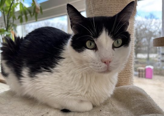 schwarz-weißer Kater liegt auf dem Kratzbaum vor einem Fenster. - vergrößerte Ansicht