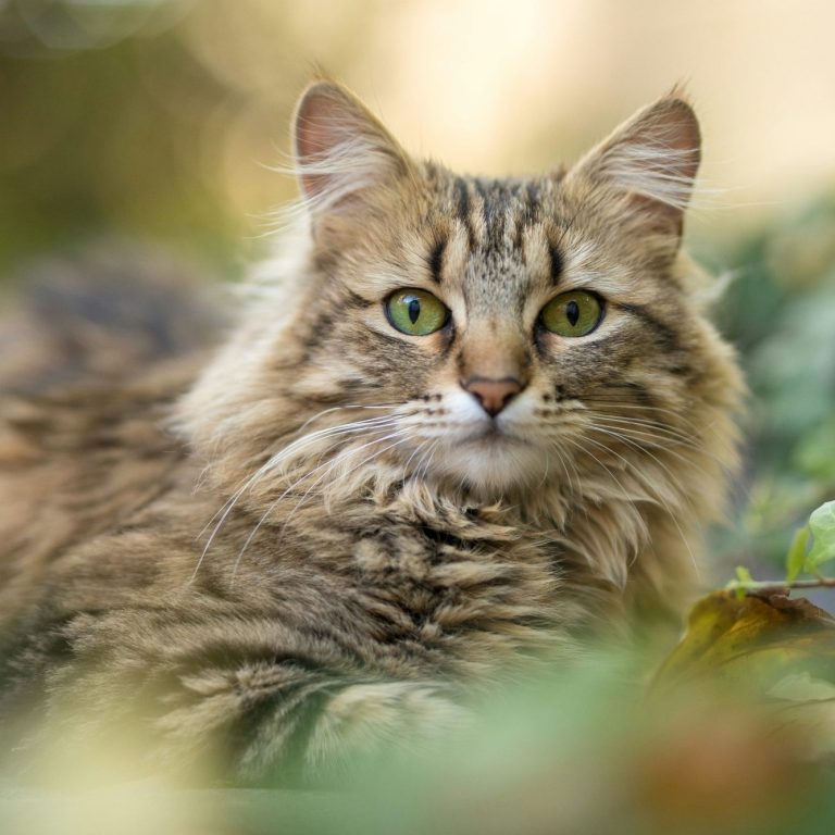 Katze mit grünen Augen, weichem Fell und verschwommener Naturumgebung.
