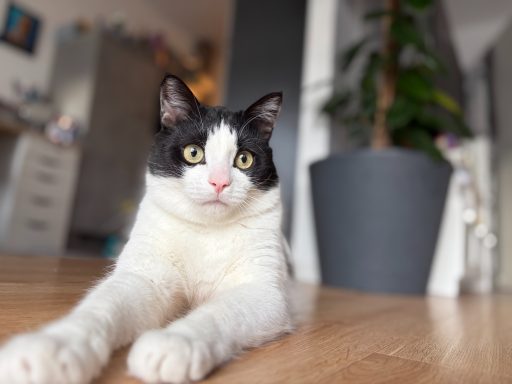 schwarz-weißer Kater liegt entspannt auf einem Holzboden und schaut in die Kamera. - vergrößerte Ansicht