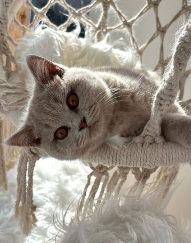 Eine graue Katze mit großen, bernsteinfarbenen Augen entspannt sich in einer Hängeschaukel.