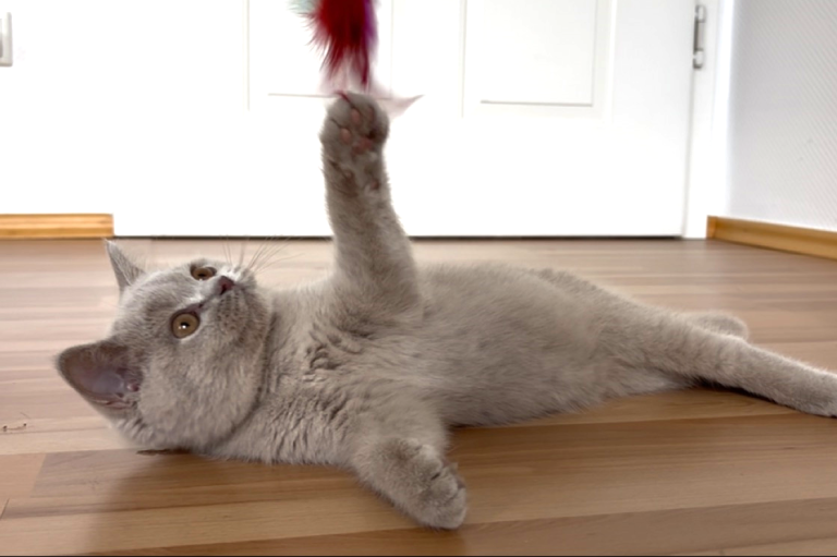 Graue Katze spielt mit einem roten Spielzeug auf einem Holzfußboden.