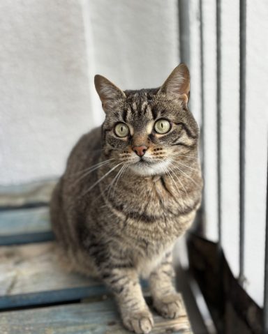Katze sitzt auf einer Holzpalette und schaut in die Kamera. - vergrößerte Ansicht