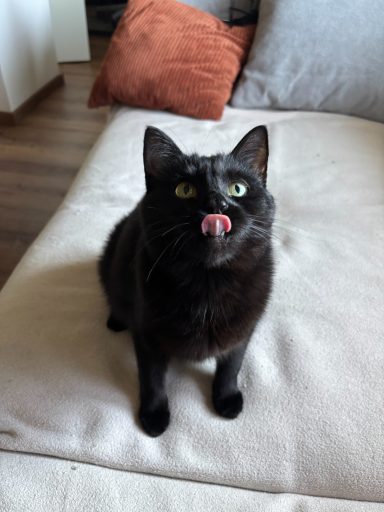 Schwarze Katze sitzt auf einem grauen Sofa und leckt sich mit der Zunge über das Maul. - vergrößerte Ansicht
