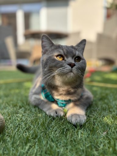 Grauer Kater mit gelben Augen in einem Garten auf grünem Gras liegend. - vergrößerte Ansicht