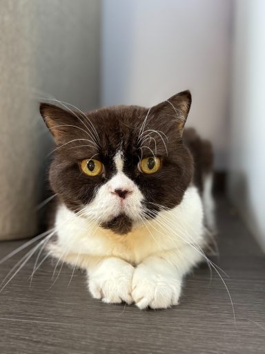 Schwarz-weißer Kater liegt auf einem Holzboden und schaut in die Kamera