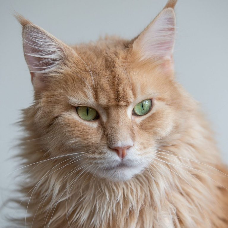 Maine Coon Katze mit langem, orangefarbenem Fell und grünen Augen, schaut direkt in die Kamera.