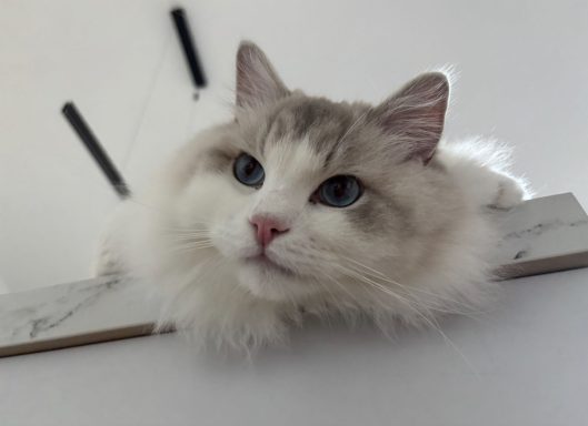 Ragdollkater liegt entspannt auf einer Küchenfläche und schaut nach unten Richtung Kamera. - vergrößerte Ansicht