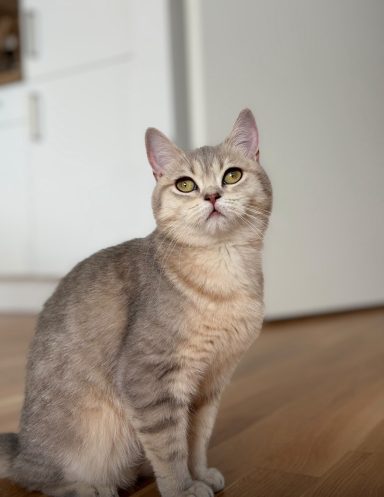 Nilo