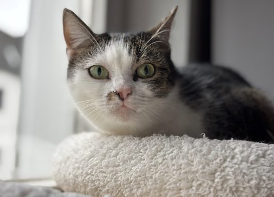 gefleckte Katze sitzt auf einem Kissen vor dem Fenster und schaut in die Kamera. - vergrößerte Ansicht