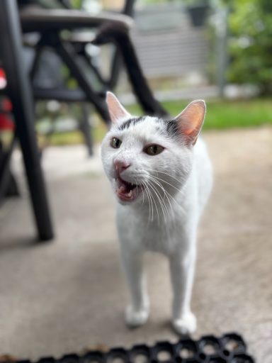 Ein weißer Kater steht und miaut auf einem Gehweg im Freien. - vergrößerte Ansicht