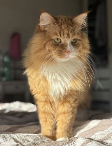 Orange-weißer Langhaarkater steht auf einer Bettdecke. - vergrößerte Ansicht