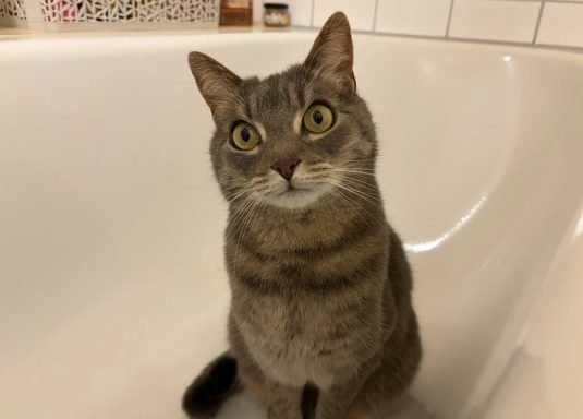 grauer Kater sitzt in einer Badewanne und schaut in die Kamera- - vergrößerte Ansicht