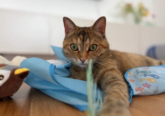 Nala